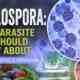 The Recent Rise in Cyclospora