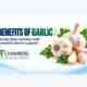 Benefits of Garlic